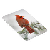 Noord-kardinaal mannetje op Blue Atlas Cedar Magneet (Rechterzijde)