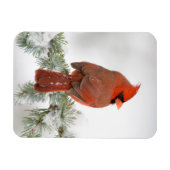 Noord-kardinaal mannetje op Blue Atlas Cedar Magneet (Horizontaal)