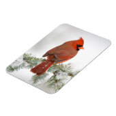 Noord-kardinaal mannetje op Blue Atlas Cedar Magneet (Linkerzijde)