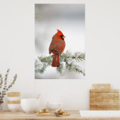 Noord-kardinaal mannetje op Blue Atlas Cedar Poster (Keuken)