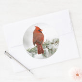 Noord-kardinaal mannetje op Blue Atlas Cedar Ronde Sticker (Envelop)