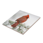 Noord-kardinaal mannetje op Blue Atlas Cedar Tegeltje (Zijkant)