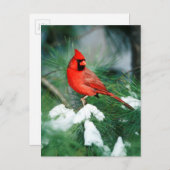 Noord kardinaal mannetje op boom, IL Briefkaart (Voorkant / Achterkant)