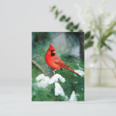 Noord kardinaal mannetje op boom, IL Briefkaart (Staand voorkant)