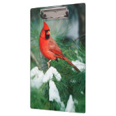 Noord kardinaal mannetje op boom, IL Klembord (Links)