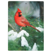 Noord kardinaal mannetje op boom, IL Klembord (Achterkant)