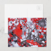 Noord-Kardinaal mannetje, Winter, IL Briefkaart (Voorkant / Achterkant)