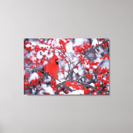 Noord-Kardinaal mannetje, Winter, IL Canvas Afdruk (Voorkant)