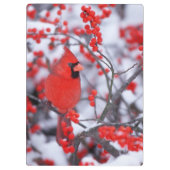 Noord-Kardinaal mannetje, Winter, IL Klembord (Achterkant)