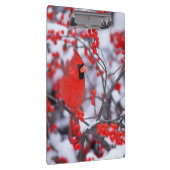 Noord-Kardinaal mannetje, Winter, IL Klembord (Rechts)