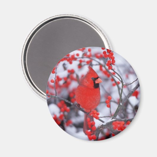 Noord-Kardinaal mannetje, Winter, IL Magneet (Voorkant / Achterkant)