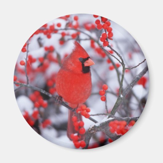 Noord-Kardinaal mannetje, Winter, IL Magneet (Voorkant)