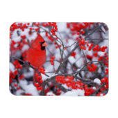 Noord-Kardinaal mannetje, Winter, IL Magneet (Horizontaal)