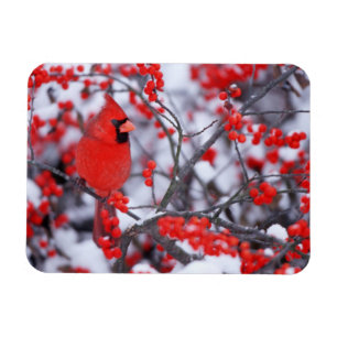 Noord-Kardinaal mannetje, Winter, IL Magneet