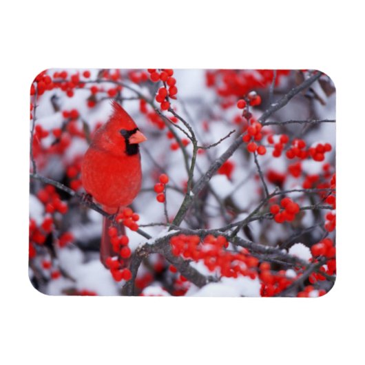 Noord-Kardinaal mannetje, Winter, IL Magneet (Horizontaal)