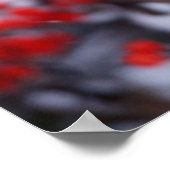 Noord-Kardinaal mannetje, Winter, IL Poster (Hoek)