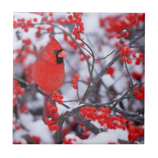 Noord-Kardinaal mannetje, Winter, IL Tegeltje (Voorkant)