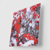 Noord-Kardinaal mannetje, Winter, IL Vierkante Klok (Hoek)