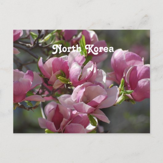 Noord-Korea Magnolia Briefkaart (Voorkant)