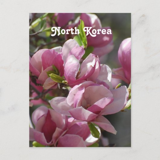 Noord-Korea Magnolia Briefkaart (Voorkant)
