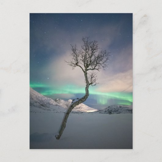 Noord-Lights Tree Briefkaart (Voorkant)