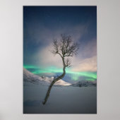Noord-Lights Tree Poster (Voorkant)