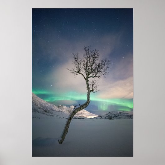 Noord-Lights Tree Poster (Voorkant)