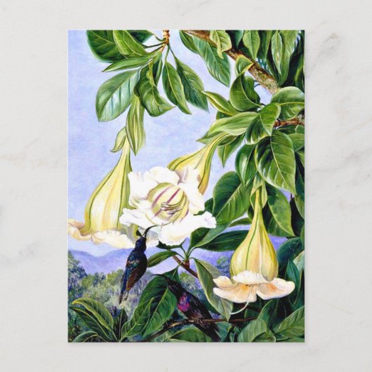 Noord - Loof en Bloemen van een tropische Amerikaa Briefkaart (Voorkant)