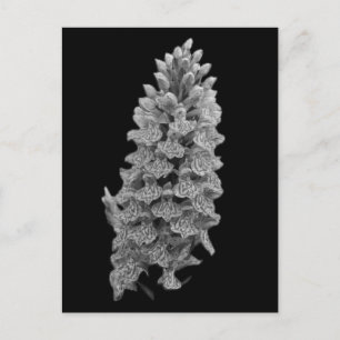 Noord-Marsh Orchid Briefkaart