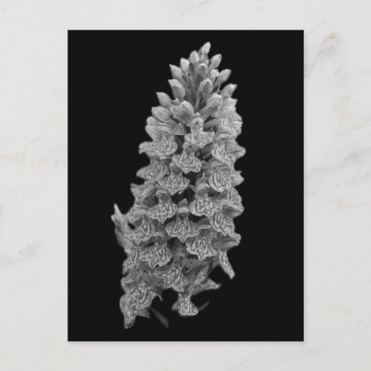 Noord-Marsh Orchid Briefkaart (Voorkant)