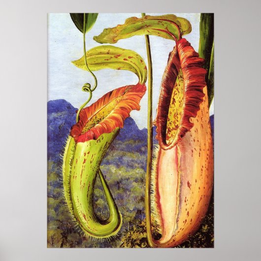 Noord - Nepenthes Iana 1876 Poster (Voorkant)