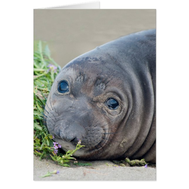 Noord-olifantenzegel bij Piedras Blancas (Voorkant)