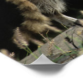 Noord-Raccoon, Procyon lotor, volwassen op 2 Poster (Hoek)