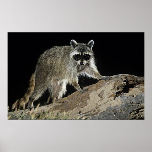 Noord-Raccoon, Procyon lotor, volwassen op 2 Poster (Voorkant)