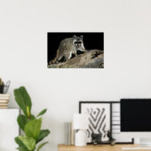 Noord-Raccoon, Procyon lotor, volwassen op 2 Poster (Thuiskantoor)