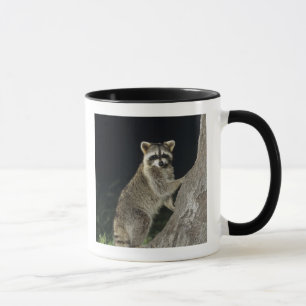 Noord-Raccoon, Procyon lotor, volwassene bij boom Mok