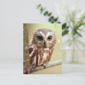 Noord-Saw-whet Owl (Aegolius acadicus) Briefkaart (Staand voorkant)