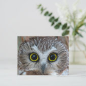 Noord-Saw-whet Owl Close-up Briefkaart (Staand voorkant)