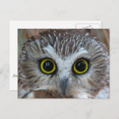Noord-Saw-whet Owl Close-up Briefkaart (Voorkant / Achterkant)