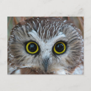 Noord-Saw-whet Owl Close-up Briefkaart