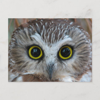 Noord-Saw-whet Owl Close-up Briefkaart