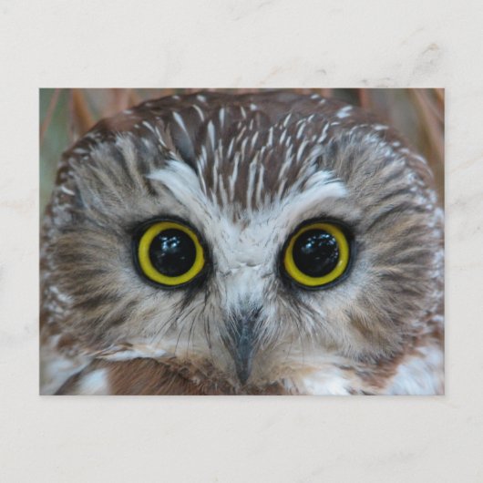 Noord-Saw-whet Owl Close-up Briefkaart (Voorkant)