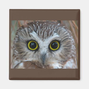 Noord-Saw-whet Owl Close-up Magneet