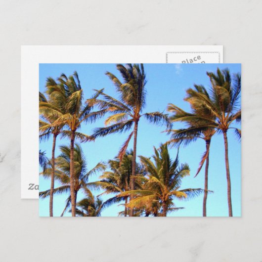 Noord-Shore Palms Briefkaart (Voorkant / Achterkant)