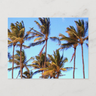 Noord-Shore Palms Briefkaart