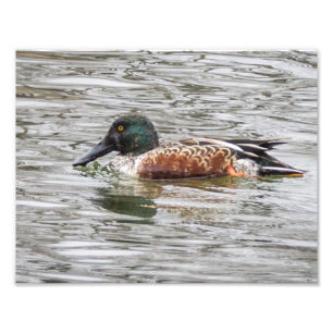 Noord-Shoveler Duck Foto Afdruk