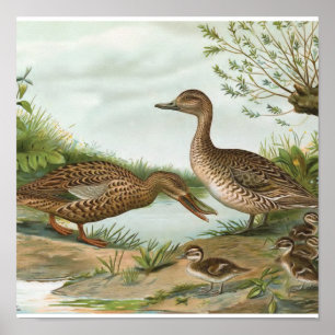 Noord-Shoveler en noordelijke Pintail Ducks Poster