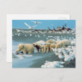 Noord-Slope, Alaska. Polaire Beren Ursus Briefkaart (Voorkant / Achterkant)