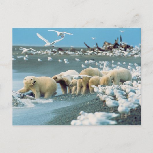 Noord-Slope, Alaska. Polaire Beren Ursus Briefkaart (Voorkant)