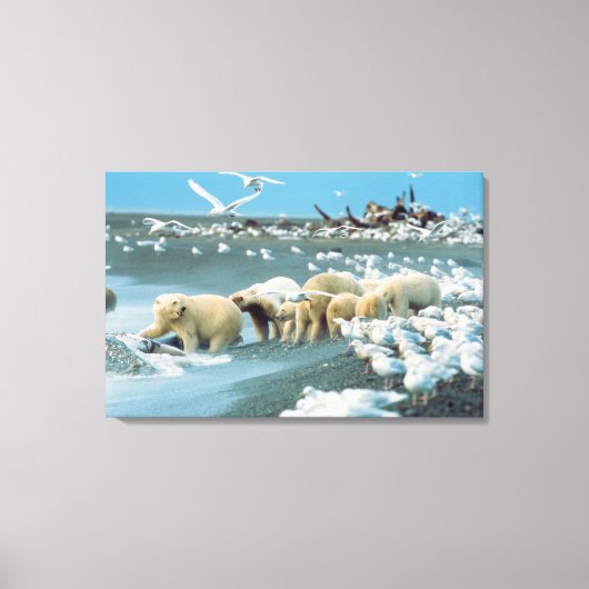 Noord-Slope, Alaska. Polaire Beren Ursus Canvas Afdruk (Voorkant)